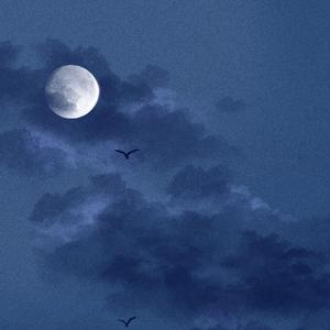 欧美人与兽性插插插
