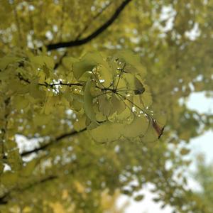 欧美人与兽性插插插
